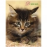 Увеличить Дневник 1-4 кл. 48л. (твердый) Кот, глянцевая ламинация