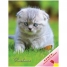 Увеличить Дневник 1-11 кл. 48л. (твердый) Кошки. Дымчатый котенок, выборочный уф-лак, полноцветный блок